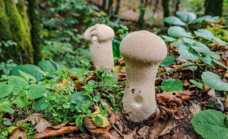 Photo for Lycoperdon excipuliformis in autumn mountain forest - Royalty Free Image