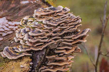 Trametes versicolor on a stump in the forest