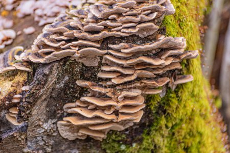 Photo for Trametes versicolor on a stump in the forest - Royalty Free Image