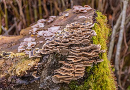 Trametes versicolor on a stump in the forest