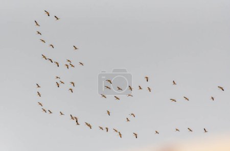 Un troupeau de grues vole dans le ciel printanier