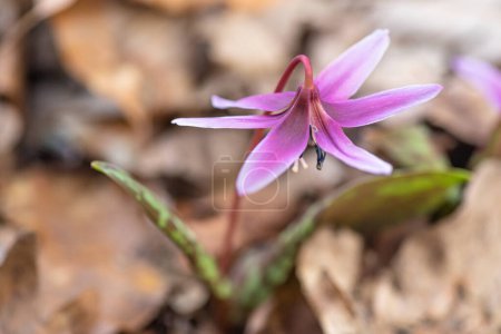 Flowering rare erythronium in spring