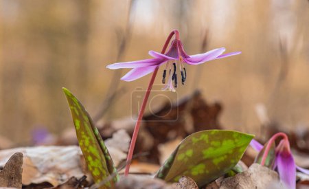 Flowering rare erythronium in spring