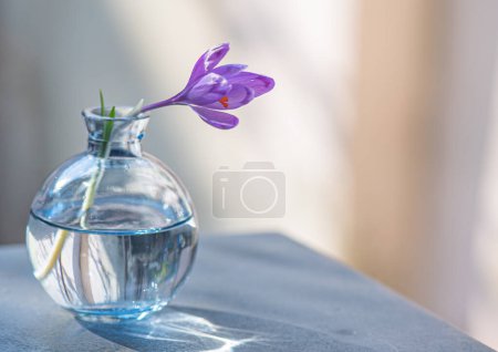 Krokusblüte in einer Glasvase