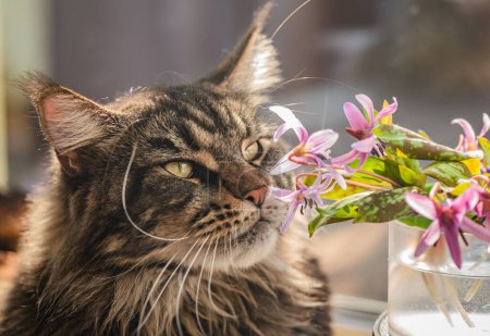 Portrait of a Maine Coon with a bouquet of erythronium