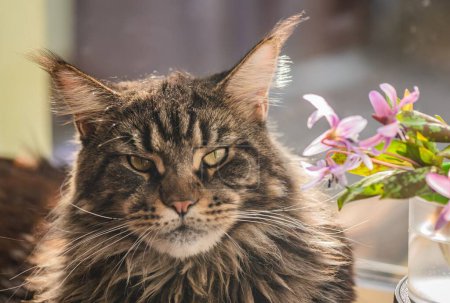 Portrait of a Maine Coon with a bouquet of erythronium