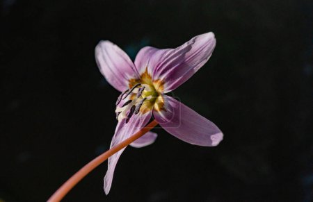 Violet erythronium close up shot