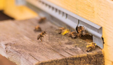 Téléchargez les photos : Activité apicole à l'entrée de la ruche - en image libre de droit