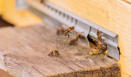Téléchargez les photos : Activité apicole à l'entrée de la ruche - en image libre de droit