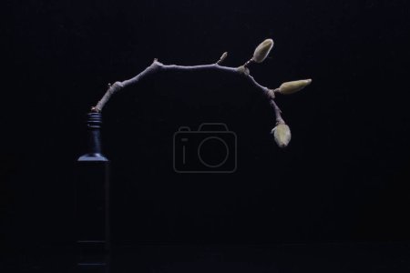 Stillleben mit Magnolienzweig in Knospen in einem dunklen Schlüssel