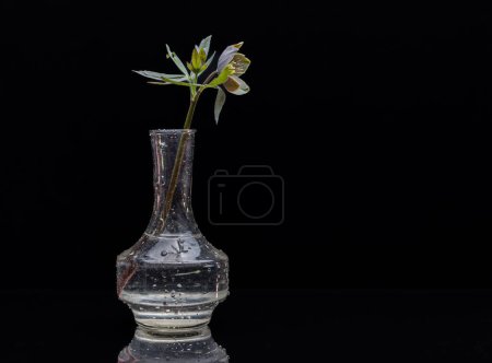Still life with blooming hellebore flower in a dark key