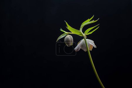 Stillleben mit blühender Hellebore-Blume in einem dunklen Schlüssel