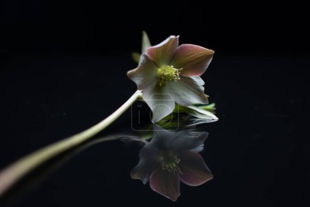 Stillleben mit blühender Hellebore-Blume in einem dunklen Schlüssel