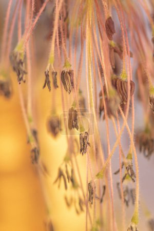 Una rama de arce floreciente Acer negundo para el fondo