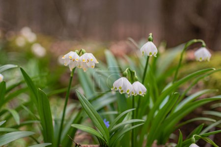 Flower leucojum vernum blooms in the mountain spring forest