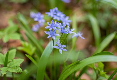 Blooming Scilla bifolia flowers by the mountain river