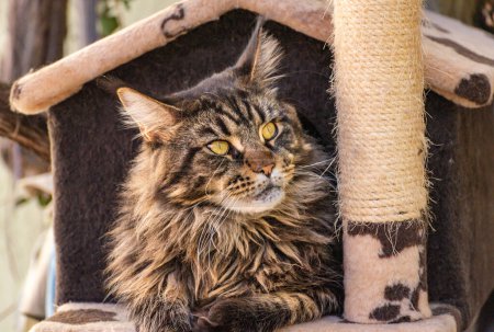 Maine Coon marbled color in the cat house