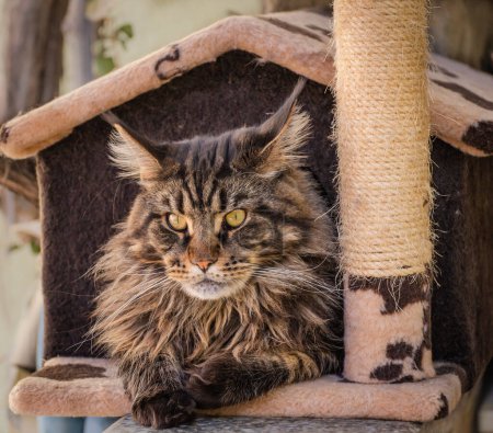 Maine Coon marbled color in the cat house