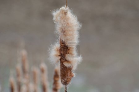 Cattail plant in the wind on a lake