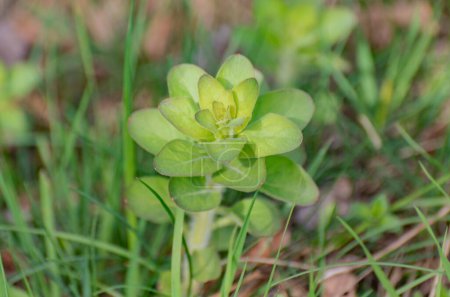 Euphorbia helioscopia im Bergquellwald