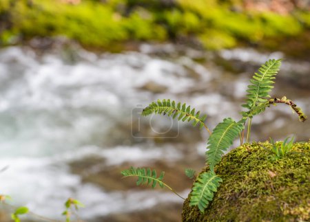 Fern on the bank of a mountain stream in the forest
