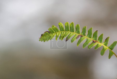 Fern on the bank of a mountain stream in the forest