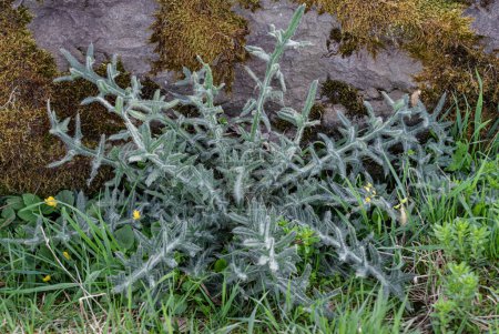 New leaves of Cirsium vulgare on on the river bank