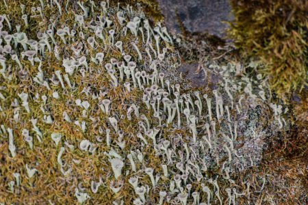 Fleur séchée lichen cladonia sur pierre