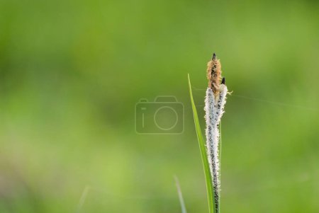 Clove sedge Carex caryophyllea on the river bank
