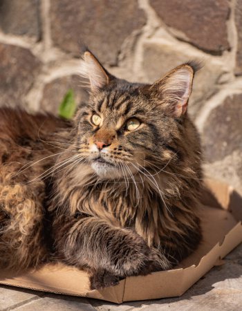 Marble Maine Coon in a pizza box