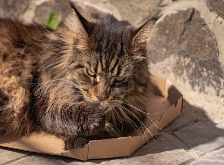 Marble Maine Coon in a pizza box