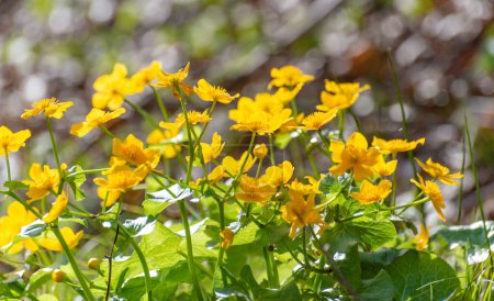 Fleur fleurie jaune du marais Caltha palustris