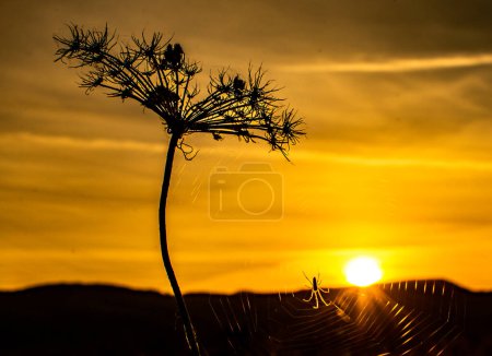 Dry plant at the hour of spring sunset