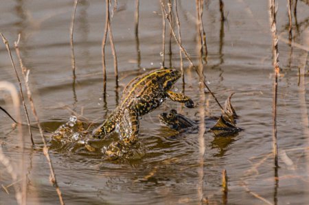 Lake frogs during mating season