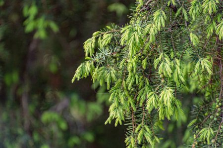 Nouveaux bourgeons sur Juniperus communis au printemps