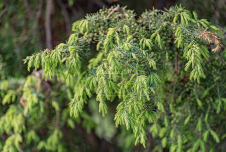 Nouveaux bourgeons sur Juniperus communis au printemps