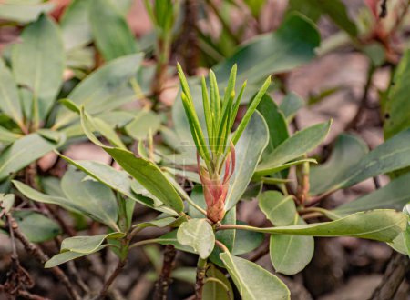 Young rhododendron shoots in spring