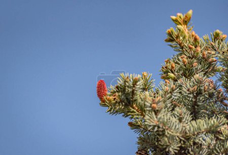 Branches of Abies nordmanniana with new cones