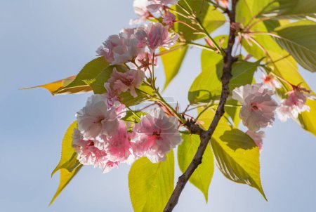 Blühender Zweig der rosa Sakura an einem sonnigen Tag