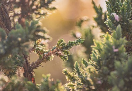 Juniperus squamata Llama de Oro en primavera
