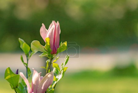 Árbol de magnolia floreciente joven en un día soleado