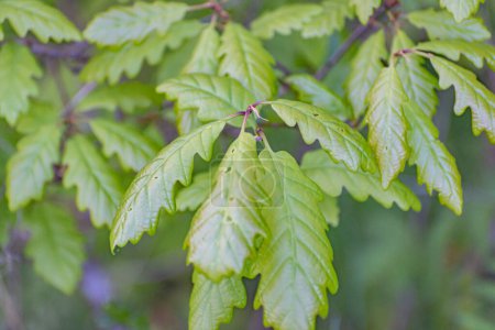 Hojas jóvenes de Quercus robur