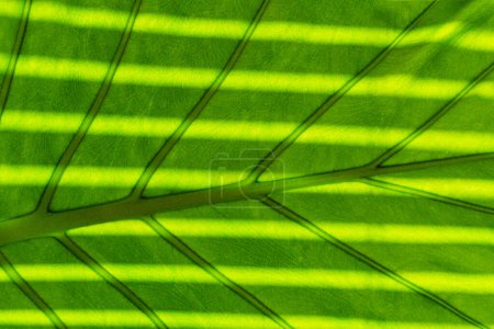 Texture pattern of shadows on an Alocsia leaf