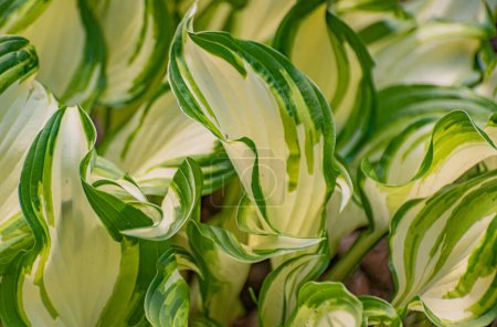Close-up of a Hosta plant called fire and ice