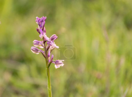 Seltene Orchidee Anacamptis morio in den Karpaten