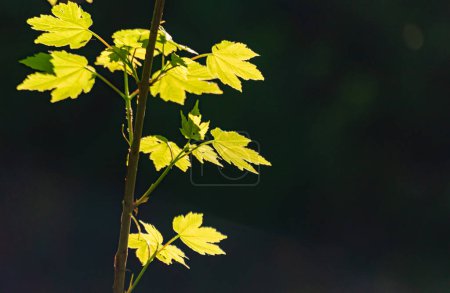 Foto de Silueta de Acer pseudoplatanus en bosque de primavera - Imagen libre de derechos