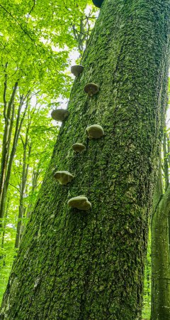 Fomes fomentarius mushroom growing on a tree
