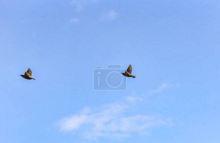 A pair of Sturnus vulgaris flying in the sky