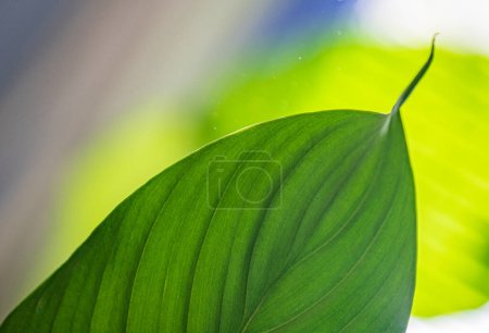 Photo for Close-up of a white spathiphyllum leaf for background - Royalty Free Image