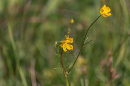 Blooming buttercup flowers in grass
